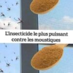 L’insecticide le plus puissant contre les moustiques se trouve dans la cuisine