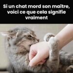 💍 Beaucoup de gens encore ne savent pas ce que signifie une bague sur le pouce