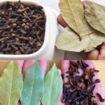 Tout le monde aime la mangue, mais peu de gens connaissent les incroyables bienfaits cachés dans ses feuilles