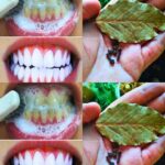 Tout le monde aime la mangue, mais peu de gens connaissent les incroyables bienfaits cachés dans ses feuilles