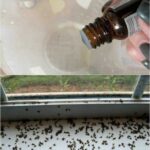 Découvrez l’astuce culinaire qui va révolutionner vos plantes d’intérieur 🌿✨