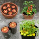 Énergie masculine : la recette naturelle au citron vert, à l’ail et au curcuma pour un regain de vitalité 💪🍋🧄🌿