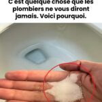 🕊️ Un nid d’hirondelle sous votre toit : découvrez la symbolique cachée de ce messager du printemps