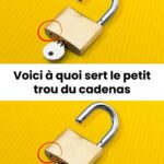 La Mante Religieuse : Un Message Spirituel de l’Univers ?