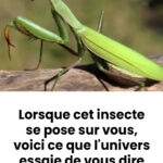 🔒 Le secret méconnu du petit orifice sur votre cadenas