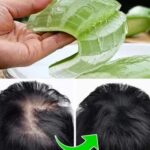 🍵 Gingembre, clou de girofle et thé Lipton : les atouts méconnus d’une infusion bienfaisante