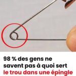 Pourquoi Vous Ne Devriez JAMAIS Chasser un Gecko de Votre Maison