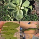 🌿 Les incroyables bienfaits de la sève de figue pour la santé : un cadeau de la nature pour le bien-être