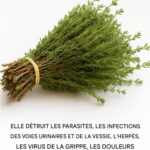 Gingembre, Miel, Ail, Oignons : Voici Comment le Préparer et Pourquoi C’est un Remède Naturel Puissant