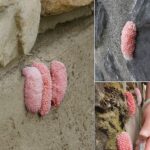 Comment enlever les moisissures de la maison avec des astuces de grands-mères