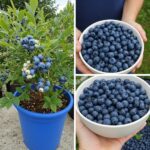 🐜 Éliminez les fourmis sans produits chimiques : une astuce maison redoutable
