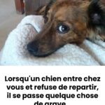 🦷 Éclaircissez vos dents naturellement depuis chez vous : la méthode douce