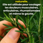 15 Effets Magiques d’une Simple Promenade Journalière sur Votre Organisme