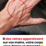 Un reptile dans votre maison ? La signification spirituelle de cette apparition surprenante