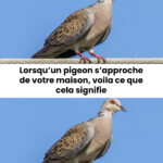 6 Fonctions Insoupçonnées de Votre Mobile Pour Optimiser Votre Vie Numérique