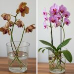 6 effets secondaires des graines de chia que vous devriez prendre en compte