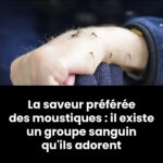 Si vous repérez ces points rouges sur votre peau, voici ce qu’ils signifient