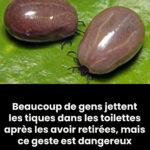 L’énigme des toilettes nippones : pourquoi tourner le dos à la pièce ?