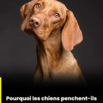 Pourquoi ai-je des boutons sur les lèvres ? Causes, explications et solutions