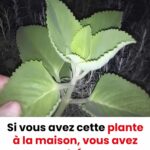 Girofle : le secret beauté méconnu pour une peau éclatante et rajeunie