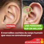 🍊 Mettre des “clous” dans une orange : une solution naturelle à un problème domestique courant