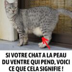 Le thé aux clous de girofle : bienfaits, recettes et précautions