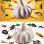 Ail et Santé des Oreilles : Soulagement Naturel et Protection