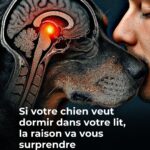 Ail et Santé des Oreilles : Soulagement Naturel et Protection