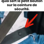 Pourquoi écraser un cafard est une erreur à ne pas commettre