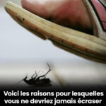 Voici à quoi sert le petit bouton situé sur la ceinture de sécurité