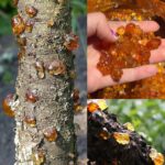 Une seule cuillère à café suffit pour faire fleurir toutes vos plantes : le geste simple que les jardiniers adorent