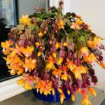 Voici l’erreur que vous commettez lorsque vous utilisez une bouilloire électrique