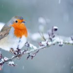 Pourquoi recommande-t-on de couper le Wi-Fi de son téléphone lorsqu’on sort de chez soi ?