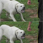 Apercevoir un rouge-gorge près de sa maison : voici ce que cela signifie selon une croyance populaire