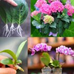 Une seule cuillère à café suffit pour faire fleurir toutes vos plantes : le geste simple que les jardiniers adorent