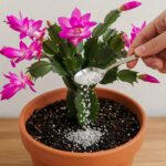 10 fleurs et plantes que vous pouvez facilement faire pousser dans un verre d’eau pour parfumer votre maison naturellement