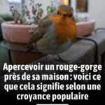 Beaucoup font cette erreur 😮 : que faire lorsque vous tombez sur un chien agressif ?
