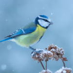 Rouges-gorges : placez simplement ceci dans votre jardin et vous les aiderez à survivre au gel