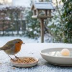 Transformer votre terrasse sans nettoyeur haute pression : Guide complet pour une terrasse propre et revitalisée