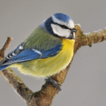 Les personnes qui dorment avec leurs animaux de compagnie ont ces 7 caractéristiques selon les psychologues