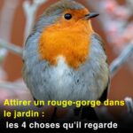 Ne jetez plus jamais le papier bulle : 7 utilisations pratiques et ingénieuses