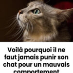 Œufs à l’Espagnole