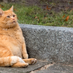 Un four impeccable grâce à trois trésors cachés de votre garde-manger