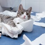 Cette simple balle de tennis peut sauver des oiseaux en hiver (peu de gens le savent)