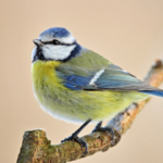 Comment enlever les taches de rouille sur le carrelage ?