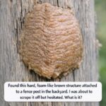 🥔 Croquettes Dorées Farcies à la Viande Fondante : La Recette Croustillante Qui Fait Craquer Tout le Monde