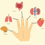 Meilleur complément de collagène : Recettes à base de betterave pour une peau éclatante