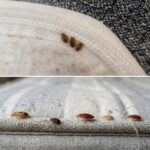 Saviez-vous que si des mille-pattes arrivent chez vous, c’est le signe que…