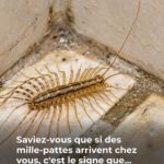 Petits Pains au Fromage : Les Petites Bouchées Fondantes Qui Font Craquer Tout le Monde 🧀🥖