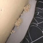 Une femme trempe 60 fougères artificielles bon marché dans du béton liquide épais. Tout le monde copie cette idée pour son jardin avant !